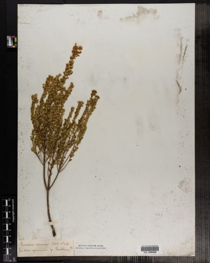 Plantae