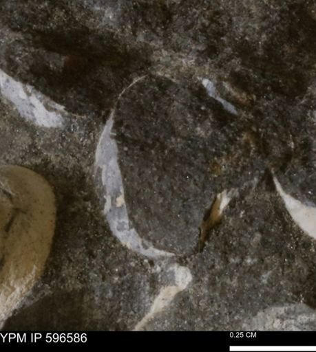 undet. Mollusca