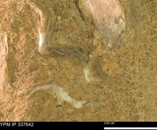undet. Bivalvia