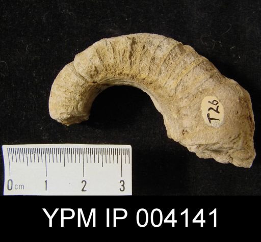 Halloceras ornatum