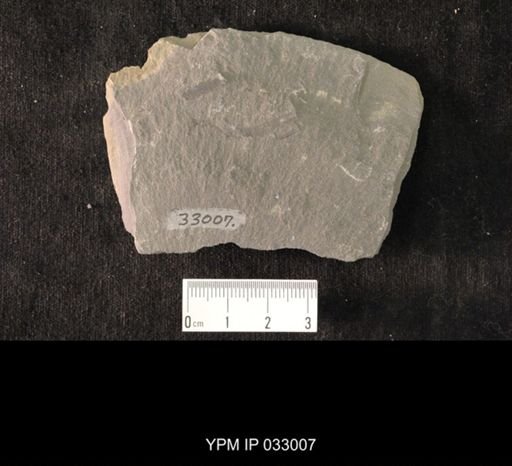 Mormolucoides articulatus
