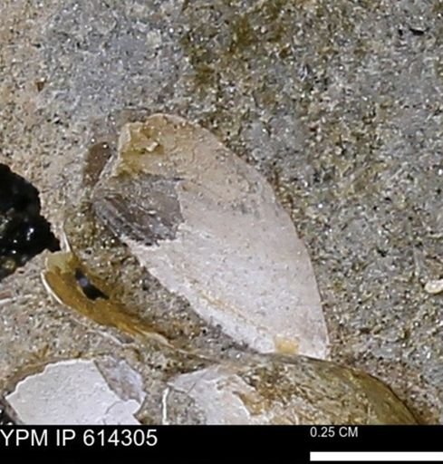 Limopsis striatopunctatus
