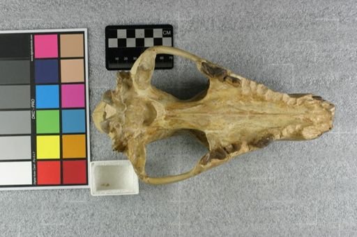 Hyaenodon (Neohyaenodon) horridus