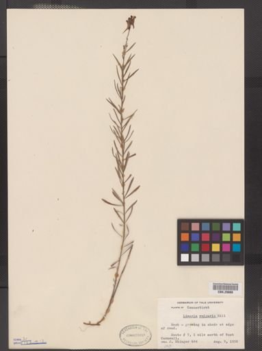 Linaria vulgaris