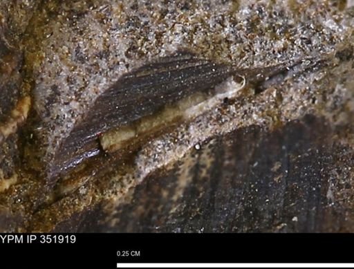 Limopsis striatopunctatus