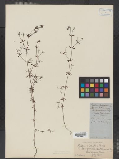 Galium tinctorium