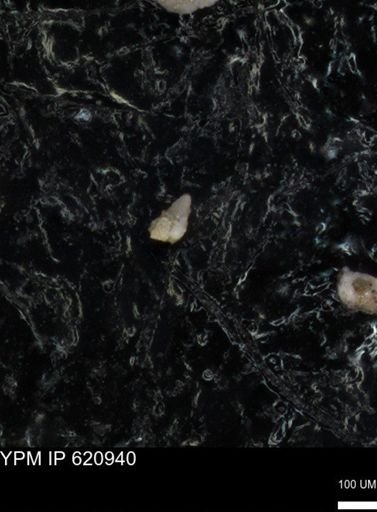 undet. Foraminiferida