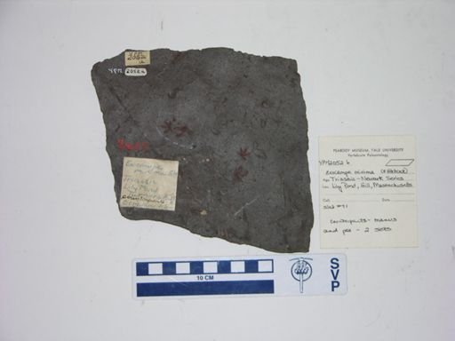 Exocampe cf. minima