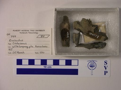 Enchodus sp.