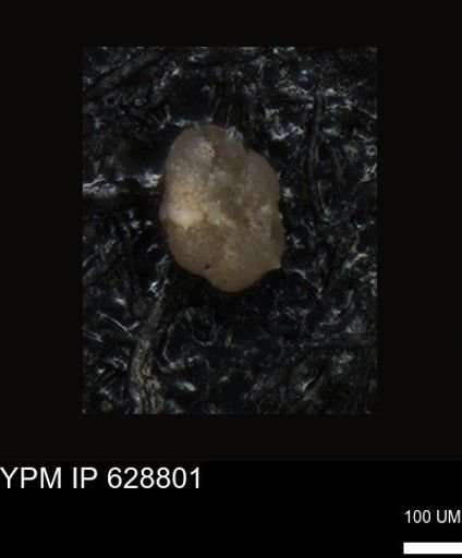 undet. Foraminiferida