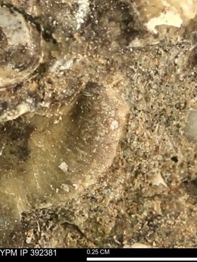Protocardia subquadrata