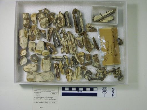 Cimolichthys sp.