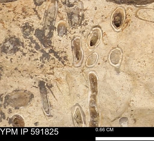 Serpulidae