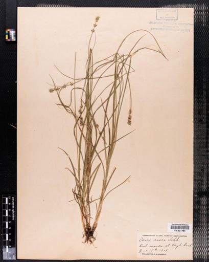 Carex rosea