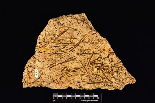 Chlidanophyton dublinensis