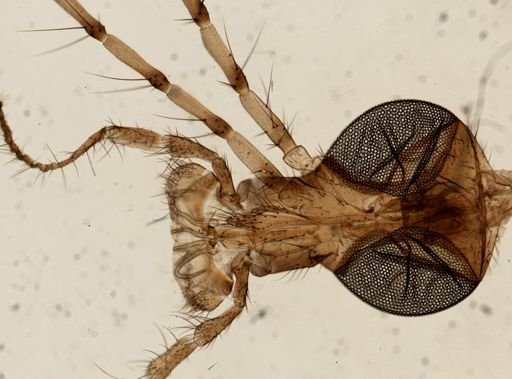 Tipulidae
