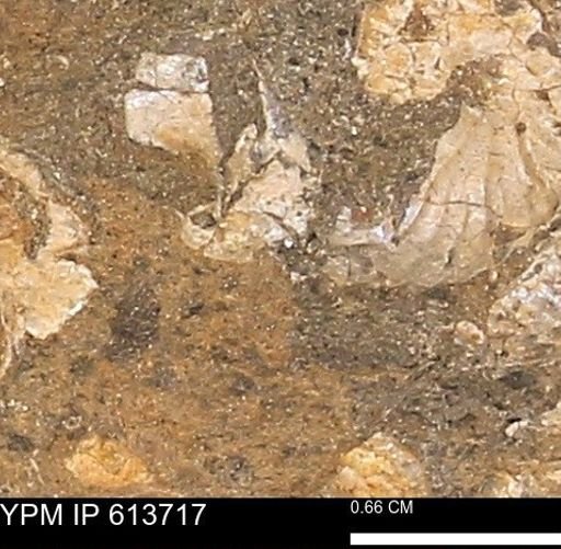 Scaphites sp.