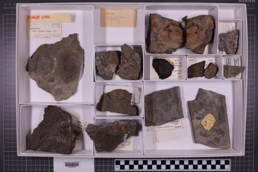 mixed taxa, stratigraphic collection