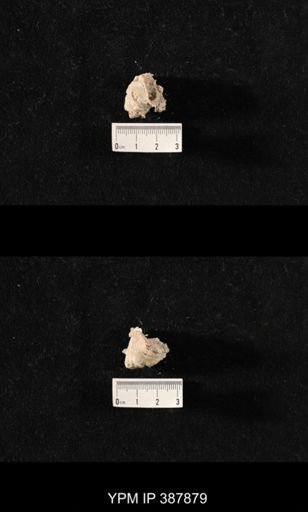 Hercosia sp.