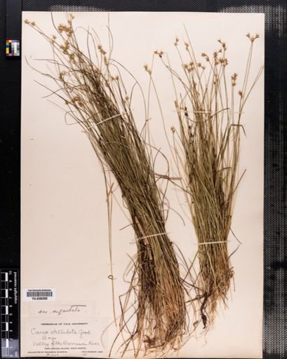 Carex angustior