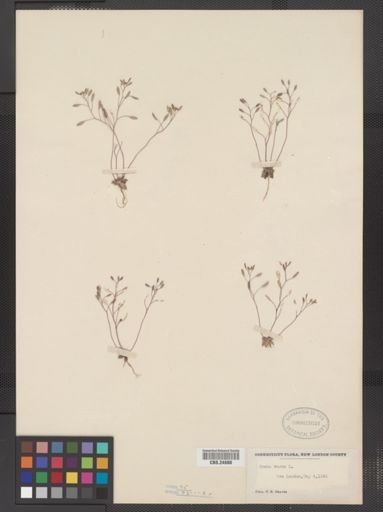 Draba verna