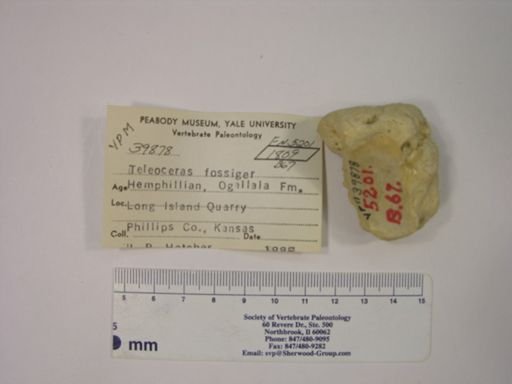 Teleoceras fossiger
