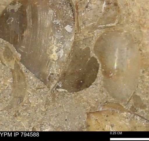 Protocardia subquadrata