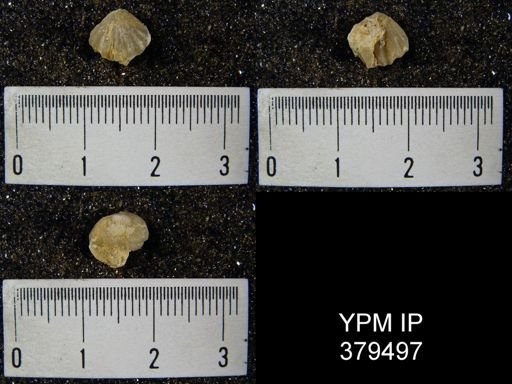 undet. Brachiopoda