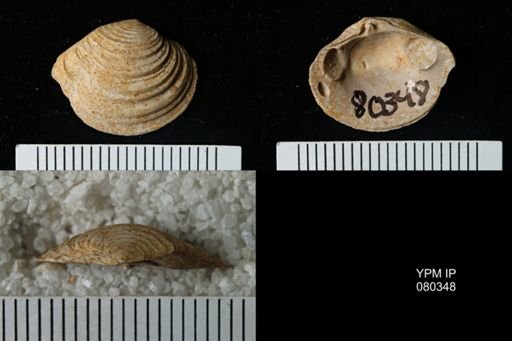 Lirodiscus tellinoides