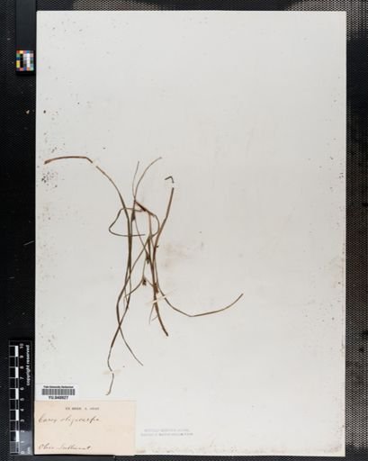 Carex oligocarpa