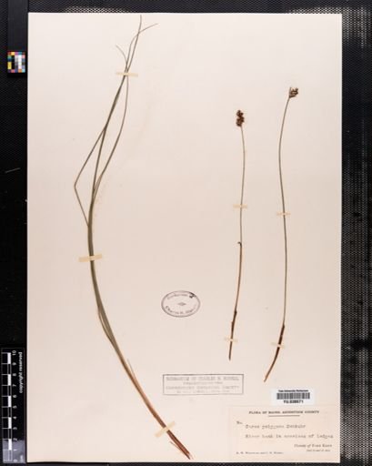 Carex buxbaumii