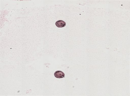 Plagiostomum vittatum