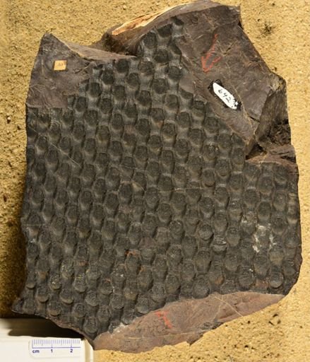 Sigillaria hexagona