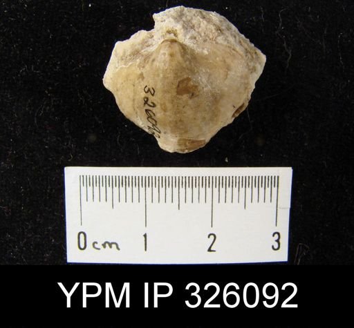 undet. Rhynchonellida