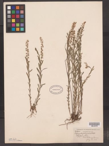Polygala polygama