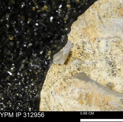 undet. Bivalvia