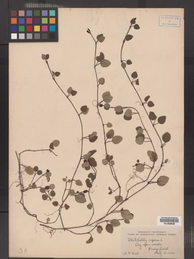 Mitchella repens