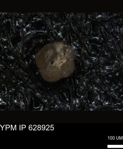 undet. Foraminiferida