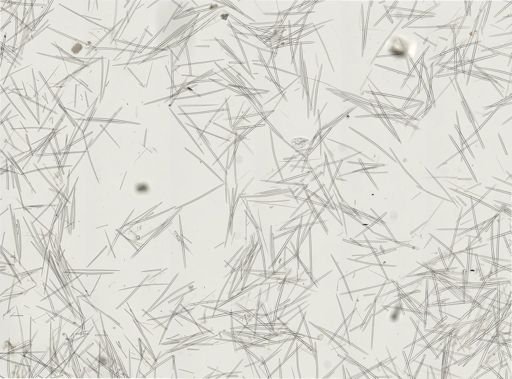 Halichondria panicea