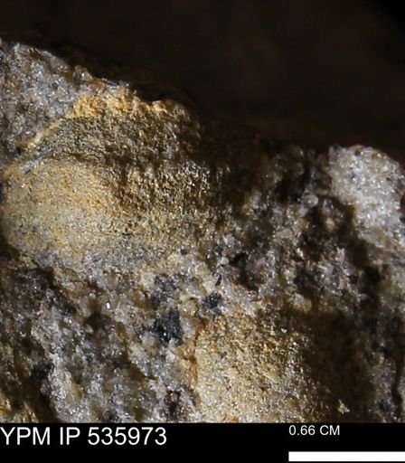 Goniobasis tenuicarinata