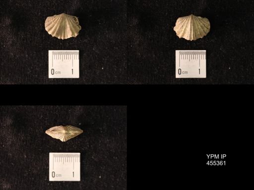 Platystrophia pauciplicata