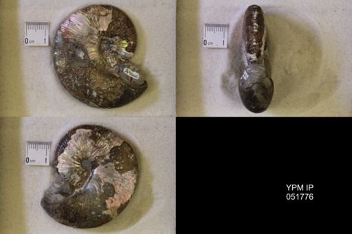 Hoploscaphites nicolletii