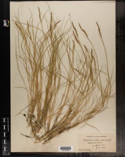 Plantae