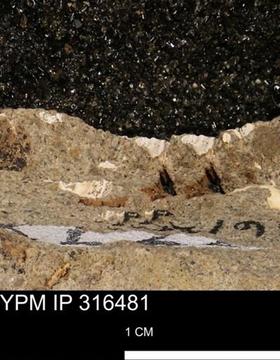 undet. Mollusca