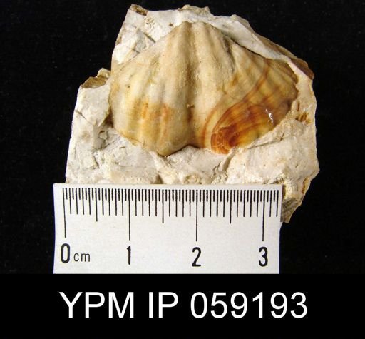 Spirifer arrectus