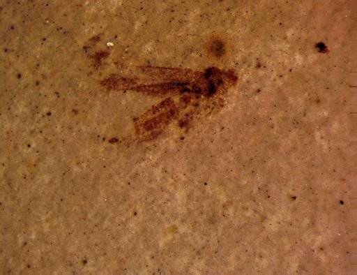 Hemiptera?