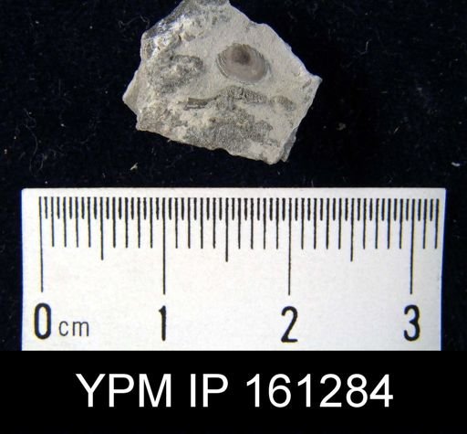 Pholidops gamachiana