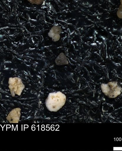 undet. Foraminiferida