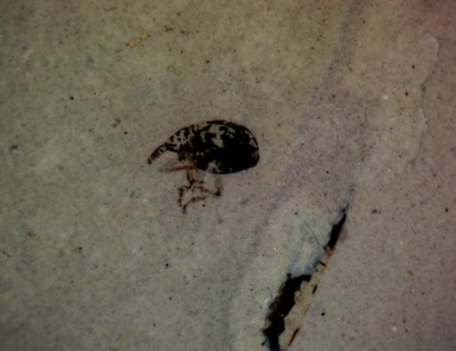undet. Curculionidae