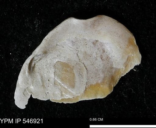 Anomia aculeata